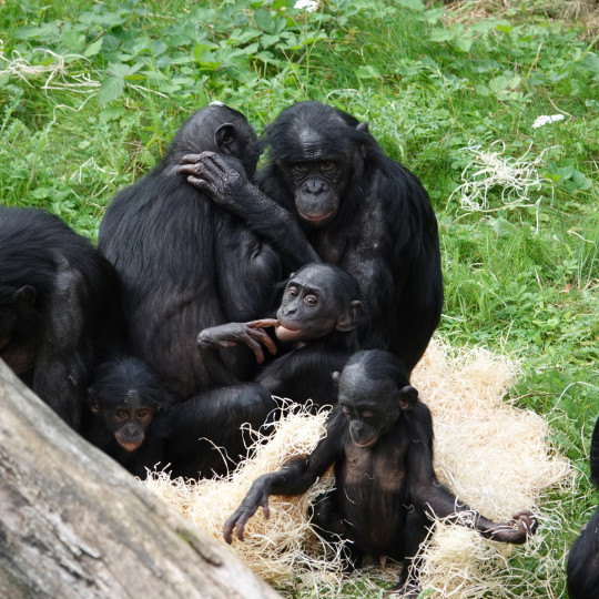 Lichaamstaal van bonobo’s: Hoe goed herken jij hun signalen?