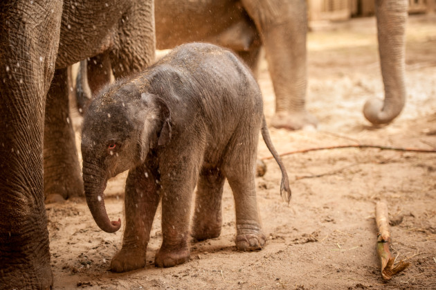 ZOO Planckendael / Jonas Verhulst