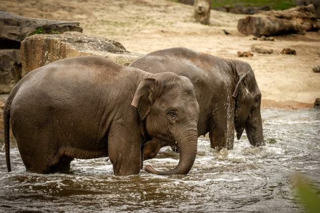 ZOO Planckendael / Jonas Verhulst