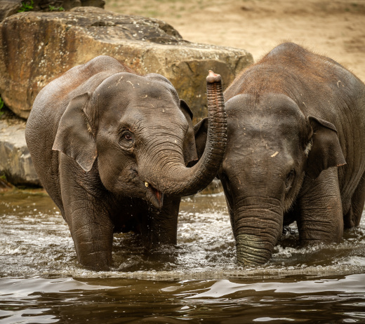 ZOO Planckendael zet grote stap vooruit  om jonge olifanten te redden