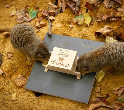 Teamwork of egoïsme? ZOO Antwerpen onderzoekt samenwerkende stokstaartjes