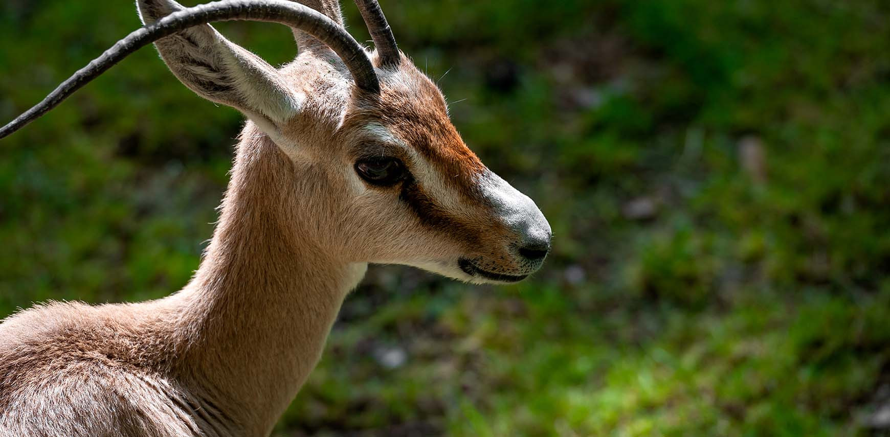 Datende duingazellen: ZOO Planckendael redt bedreigde diersoort 