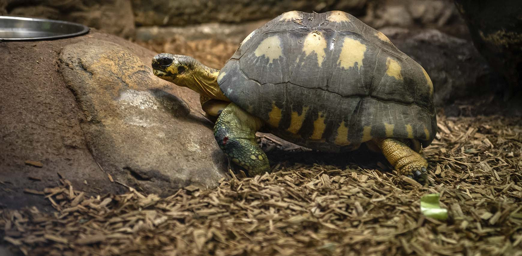 In het hart van schildpadden