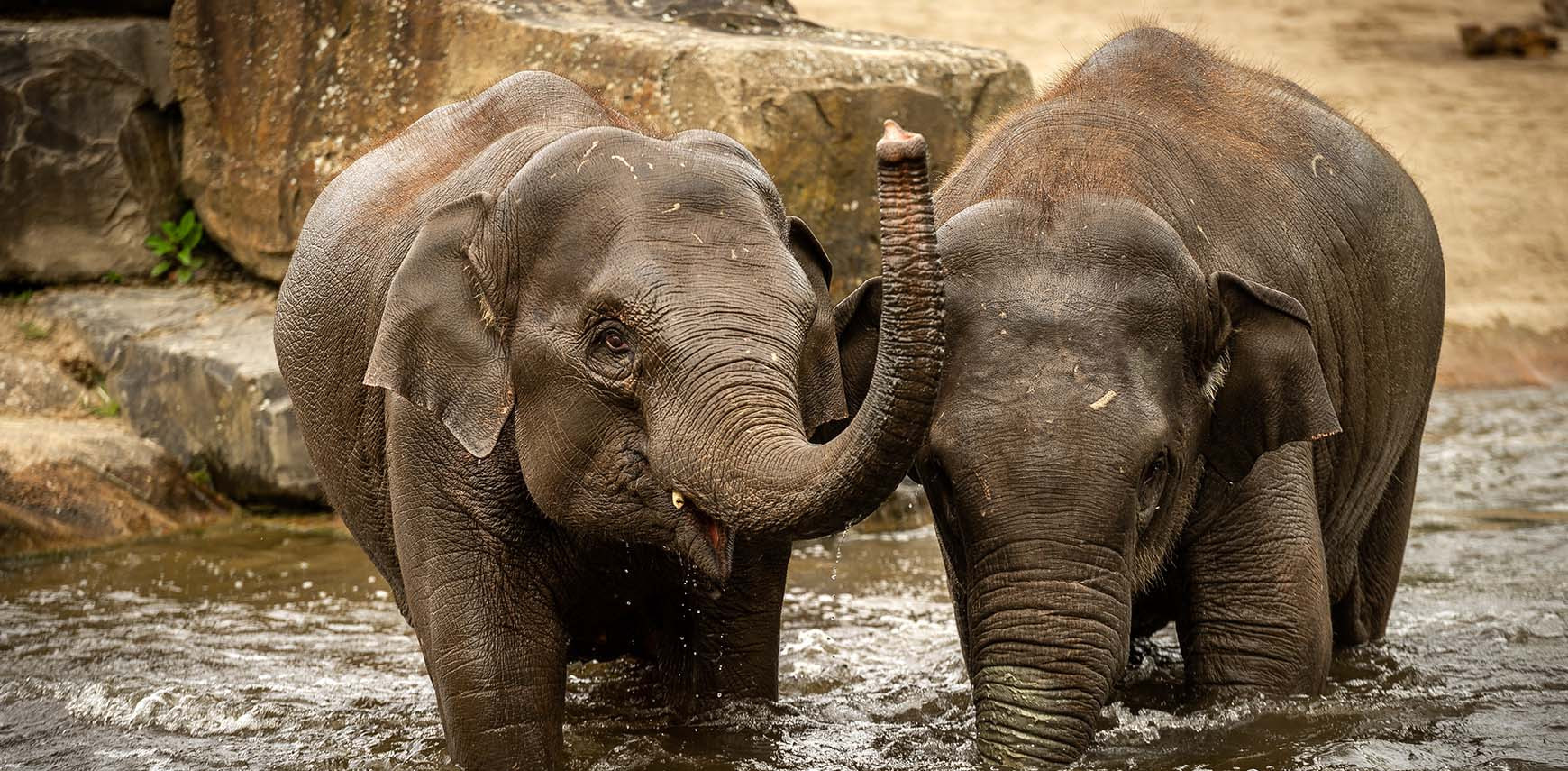 Stop EEHV: A big step forward in the battle against elephant herpes 