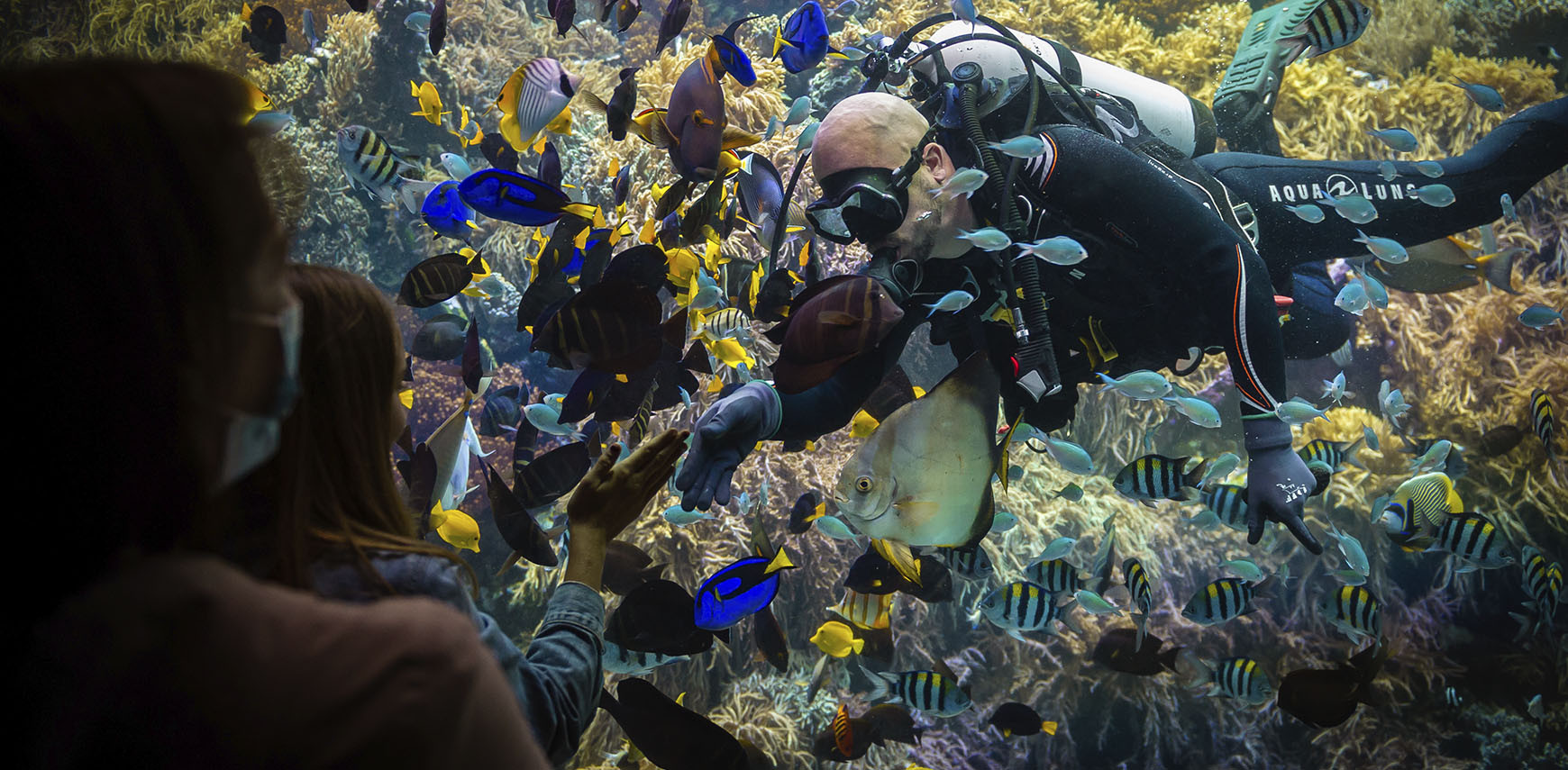 Moral Warriors or Coral Warriors?  Divers fight for fragile coral