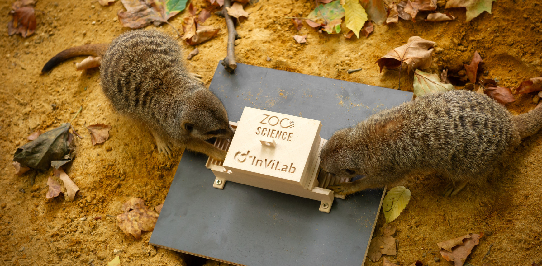 Teamwork of egoïsme? ZOO Antwerpen onderzoekt samenwerkende stokstaartjes