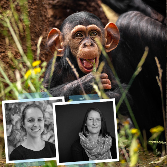 Family secrets revealed: DNA analysis identifies the father of chimpanzee Zabari