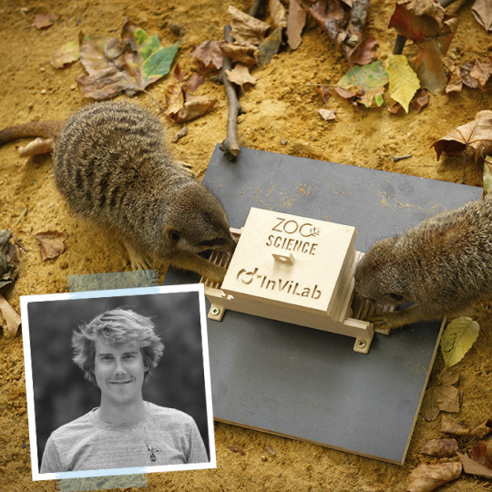 Teamwork or egoism? Antwerp ZOO investigates collaborating meerkats