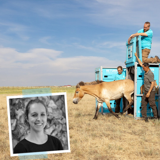 Support for mythic Przewalski’s horses endangered by floods in Kazakhstan